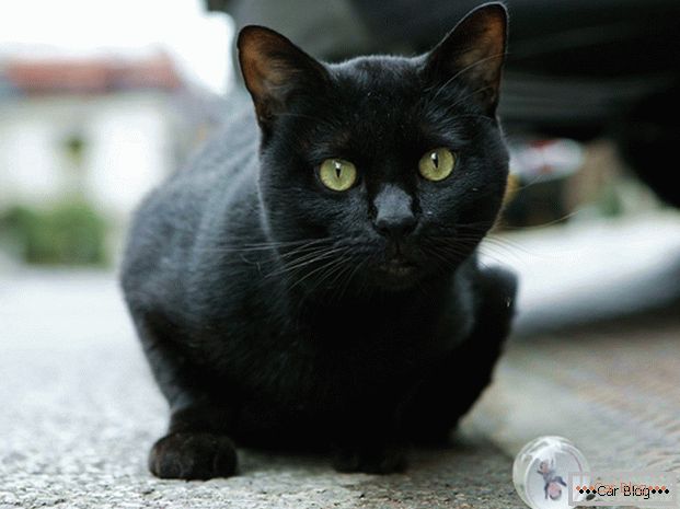 Gatto nero sulla strada - all'incidente